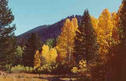 Aspen grove at Cookhouse Meadow