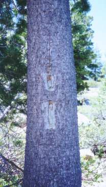 blaze marking trail on tree