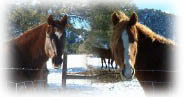Cody & JayJay Curly Horses