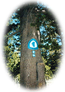 Tahoe Rim Trail Sign on Tree